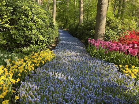キューケンホフ公園 キューケンホフ,チューリップ,ムスカリの写真素材