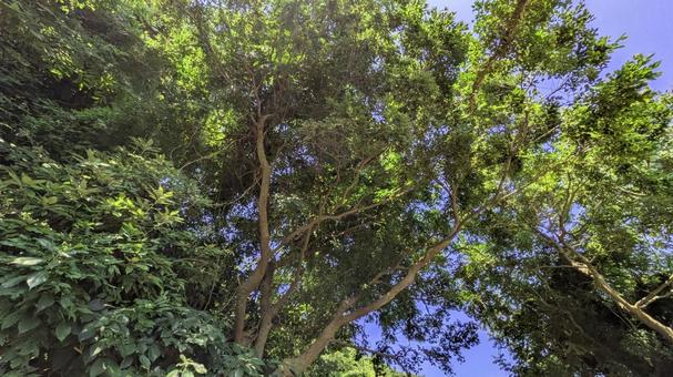 緑と青空-11 緑と青空-11の写真