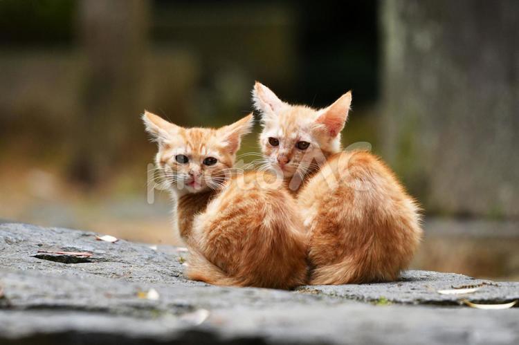 子猫　　仲良し 小猫,こねこ,小ねこの写真素材