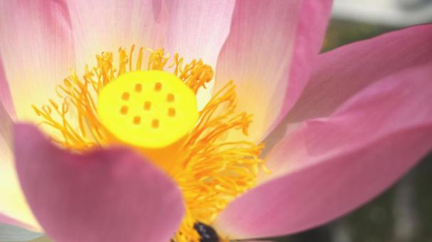 花 花の写真