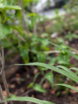 雨露の写真