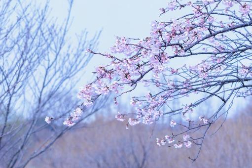一足早い春を告げる早咲きの桜の花 一足早い春を告げる早咲きの桜の花の写真