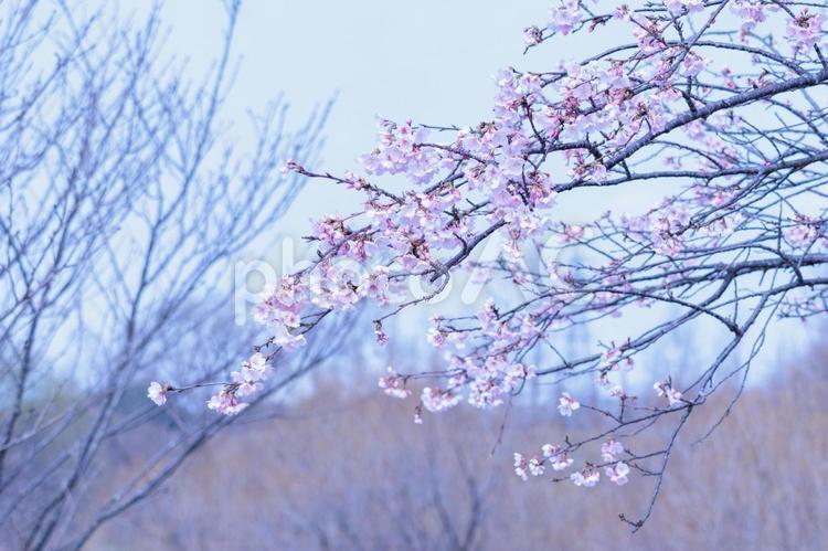 一足早い春を告げる早咲きの桜の花 花,青空,満開の写真素材