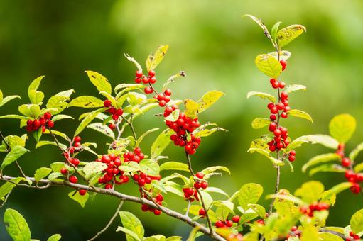 ウメモドキの実⑹ ウメモドキの実⑹ 実,ウメモドキ,オオバウメモドキの写真素材