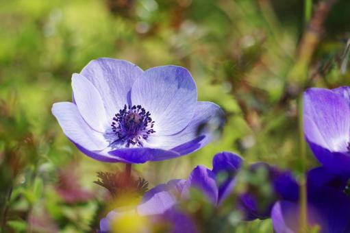 Blue Flower, JPG