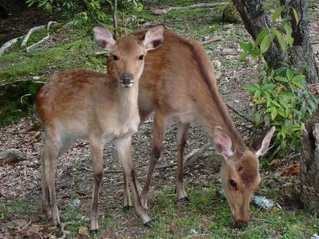 Mother and child deer①@Takahata, Nara city 202506, JPG