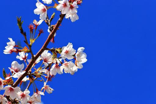 満開の桜 満開の桜 サクラ,春,木の写真素材