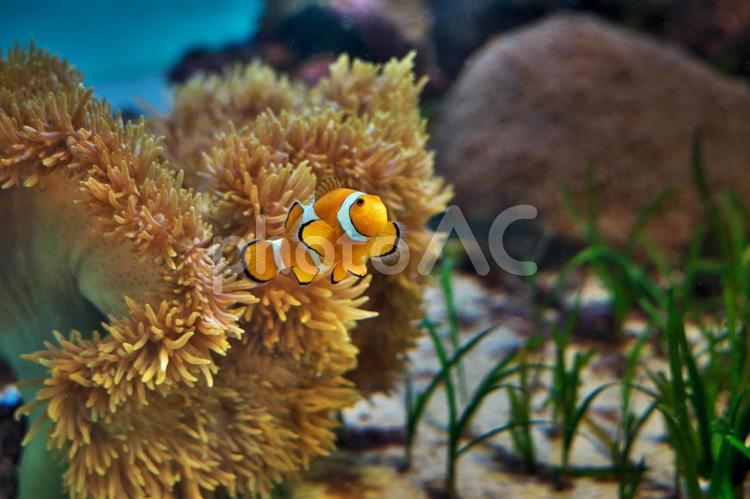 カクレクマノミとハタゴイソギンチャク カクレクマノミ,隠熊之実,隠隈魚の写真素材