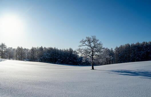 白銀の雪原に佇む霧氷の孤高の樹 霧氷,樹氷,一本木の写真素材
