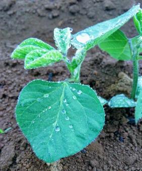 水滴のついた葉っぱ 水滴のついた葉っぱの写真