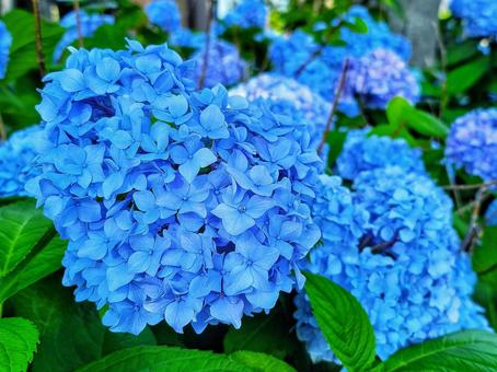 Blue Hydrangea, JPG