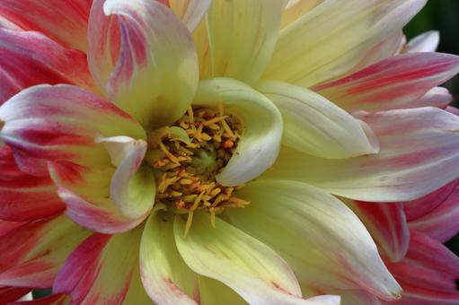 色鮮やかな大輪 色鮮やかな大輪 ダリア,花,キク科の植物の写真素材