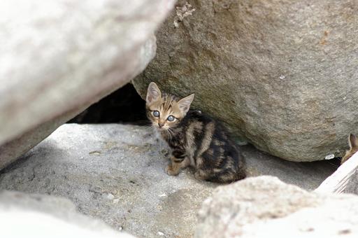 岩の間でこちらを見つめるキジトラ仔猫 岩の間でこちらを見つめるキジトラ仔猫の写真