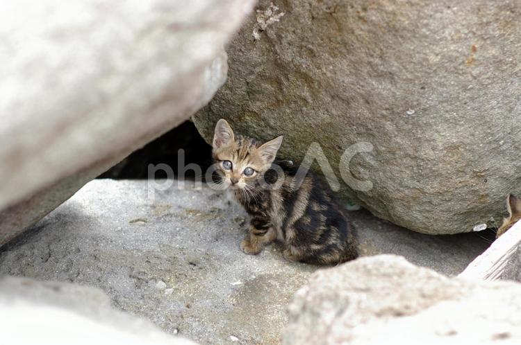 岩の間でこちらを見つめるキジトラ仔猫 ネコ,キジトラ猫,仔猫の写真素材