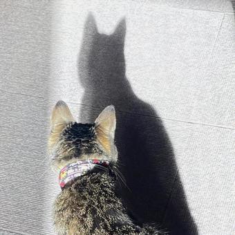 影 影の写真