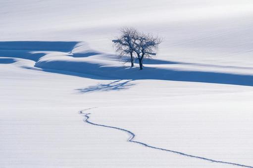 動物の足跡が続くシンプルな雪原と孤独な木 丘,孤高の木,風紋の写真素材