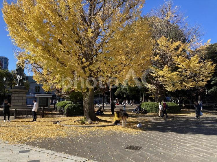 東京風景・上野公園 上野公園,上野恩賜公園,イチョウの写真素材