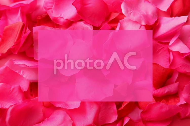 花びらのお手紙用素材（ピンク） 花びら,ピンク,バラの写真素材
