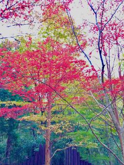 紅葉 紅葉の写真