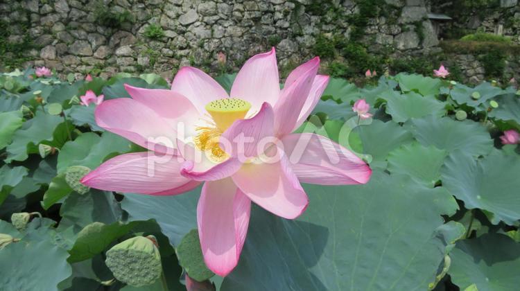 田丸城　水堀に咲く蓮の花 田丸城,玉丸城,平山城の写真素材