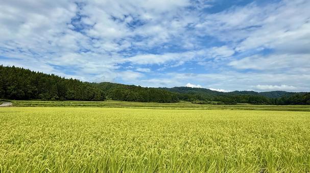 収穫間近な水田 収穫間近な水田 稲刈り,稲穂,稲の写真素材