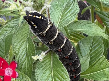 セスジスズメ 自然,蛾,幼虫の写真素材