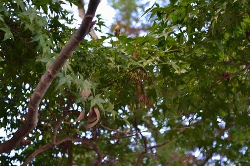緑のもみじ 紅葉,緑,木漏れ日の写真素材