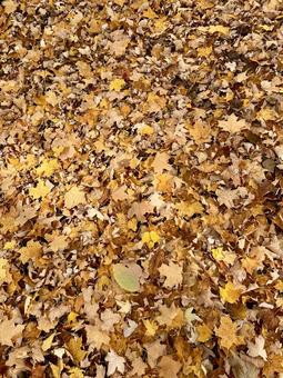 黄色い落ち葉の絨毯 黄色い,落ち葉,一面の写真素材