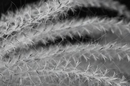 ススキ アップ ススキ アップ ススキ,アップ,植物の写真素材