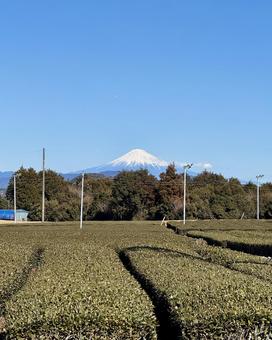 静岡県牧之原大茶園から望む富士山 風景,冬,空の写真素材