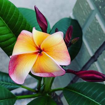 Photo, plumeria, blumen, blume, 