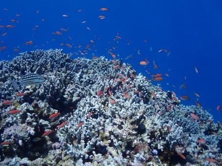 沖縄・石垣伊原間湾海底のサンゴの森 沖縄・石垣伊原間湾海底のサンゴの森の写真