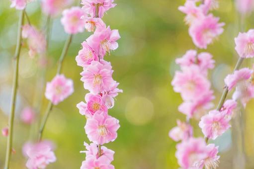 ピンクのしだれ梅 梅,ピンク,花の写真素材
