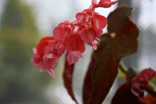 Photo, begonia, vivid, healing, 