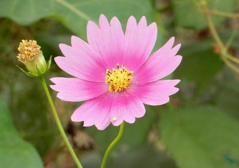【花の写真】コスモス（秋桜）の写真