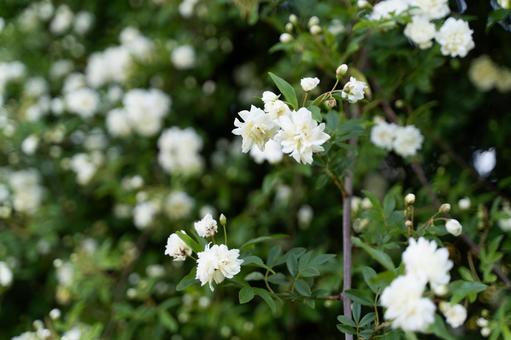 白いモッコウバラ咲く春庭③ 白いモッコウバラ咲く春庭③ モッコウバラ,白い花,春の花の写真素材
