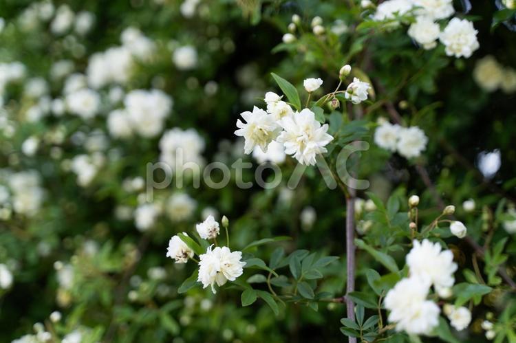 白いモッコウバラ咲く春庭③ モッコウバラ,白い花,春の花の写真素材