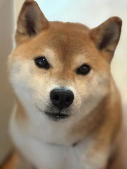 照片, 柴犬, 可愛的, 坐在, 