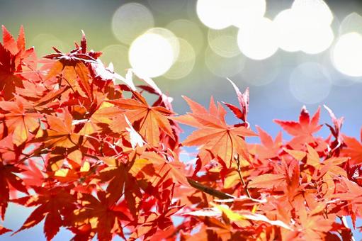 噴水の輝く水しぶきと紅葉 紅葉,きれい,秋の写真素材