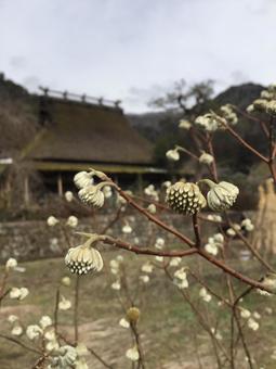 白い花と古民家の日本の風景 白い花と古民家の日本の風景 花,白い花,春の写真素材