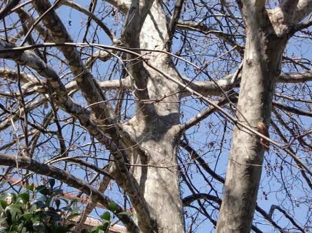Photo, platanus, wood, dry, 