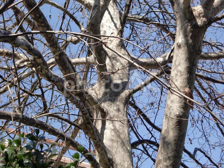 プラタナスの木-2 プラタナス,木,幹の写真素材