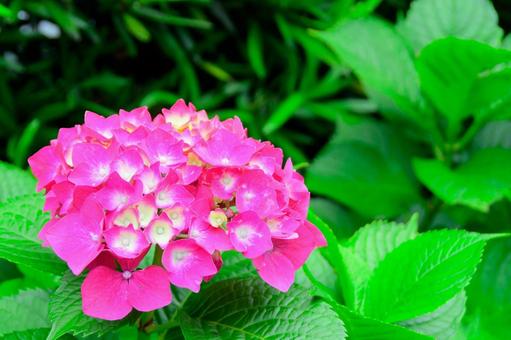 紫陽花 紫陽花の写真