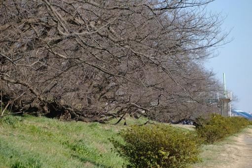 春が訪れる前の木々 木,初春,東京都の写真素材