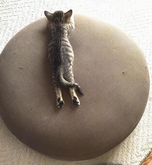 くつろぐねこ くつろぐねこの写真