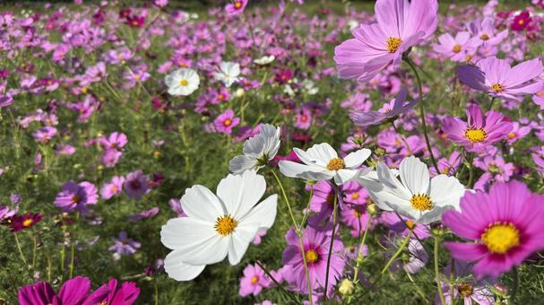 コスモス１２の写真