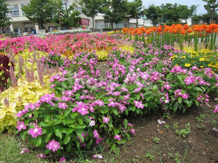 植物園の花畑 植物園,花畑,花の写真素材