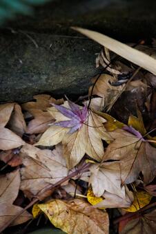 紅葉 銀杏,いちょう,黄色の写真素材