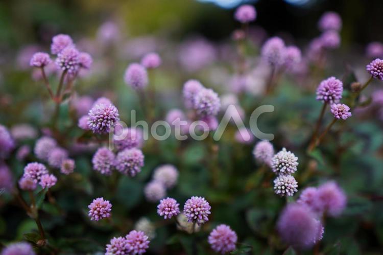 やわらかな光に包またヒメツルソバの花 ヒメツルソバ,花,春の写真素材