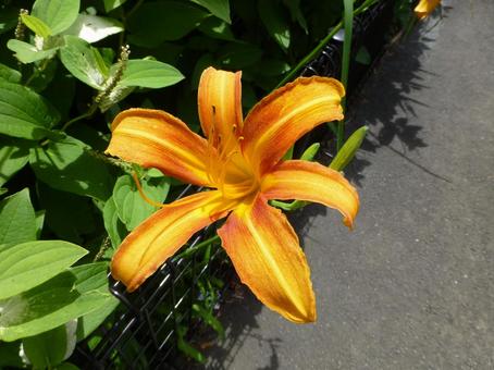 公園の花壇に咲くノカンゾウの花 公園の花壇に咲くノカンゾウの花の写真
